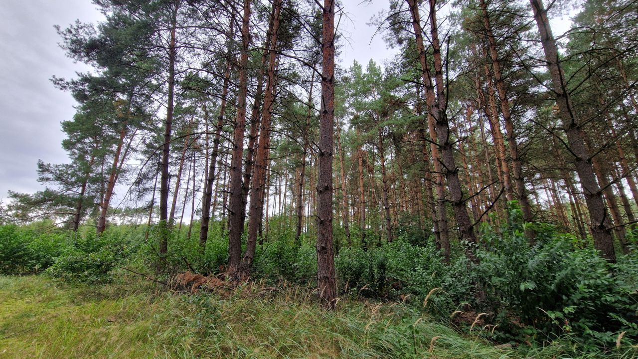 Działka inwestycyjna Wszewilki Pomorska, ul. Leśna. Zdjęcie 6