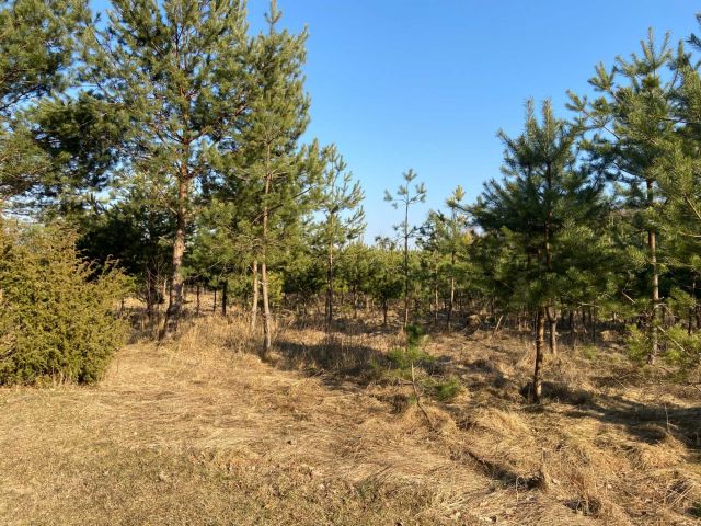 Działka Romany. Zdjęcie 1