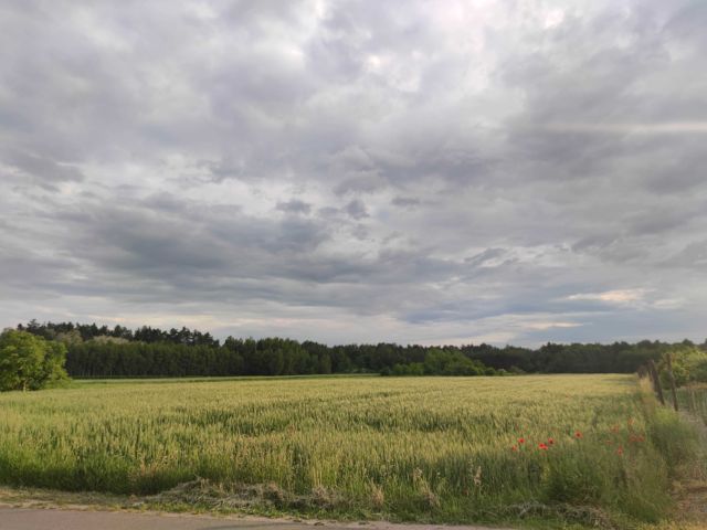 Działka budowlana Stary Rachów. Zdjęcie 1