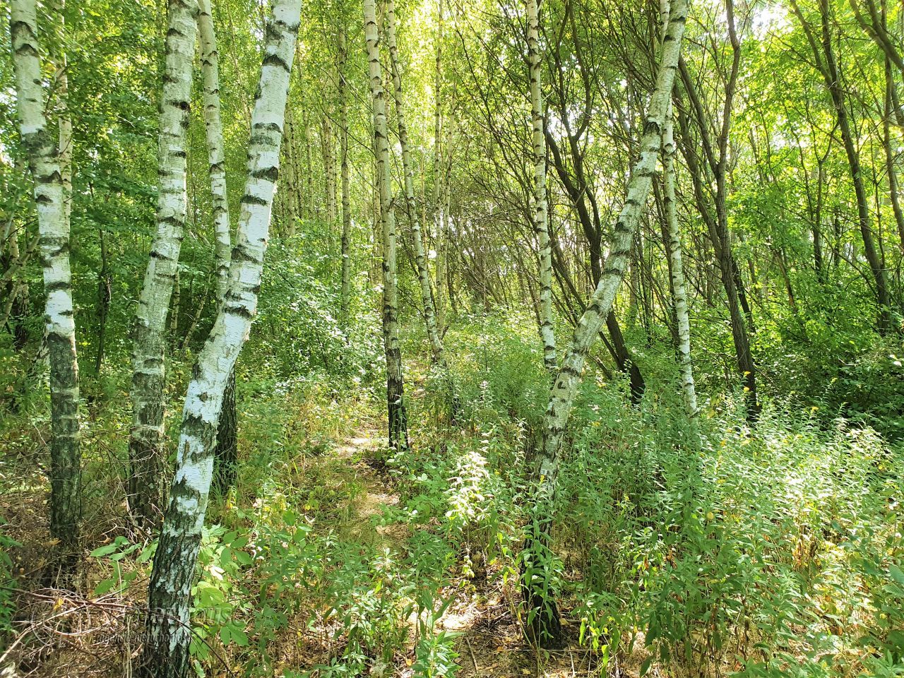 Działka siedliskowa Borek Stary. Zdjęcie 15