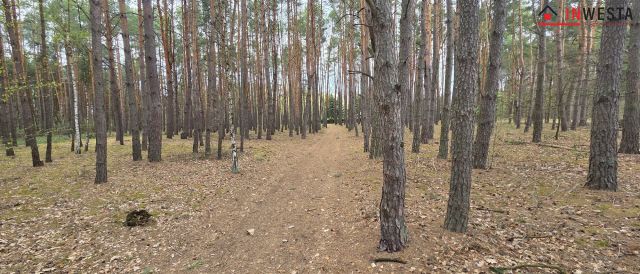 Działka leśna Świniotop. Zdjęcie 3