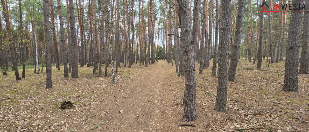 Działka leśna Świniotop. Zdjęcie 3