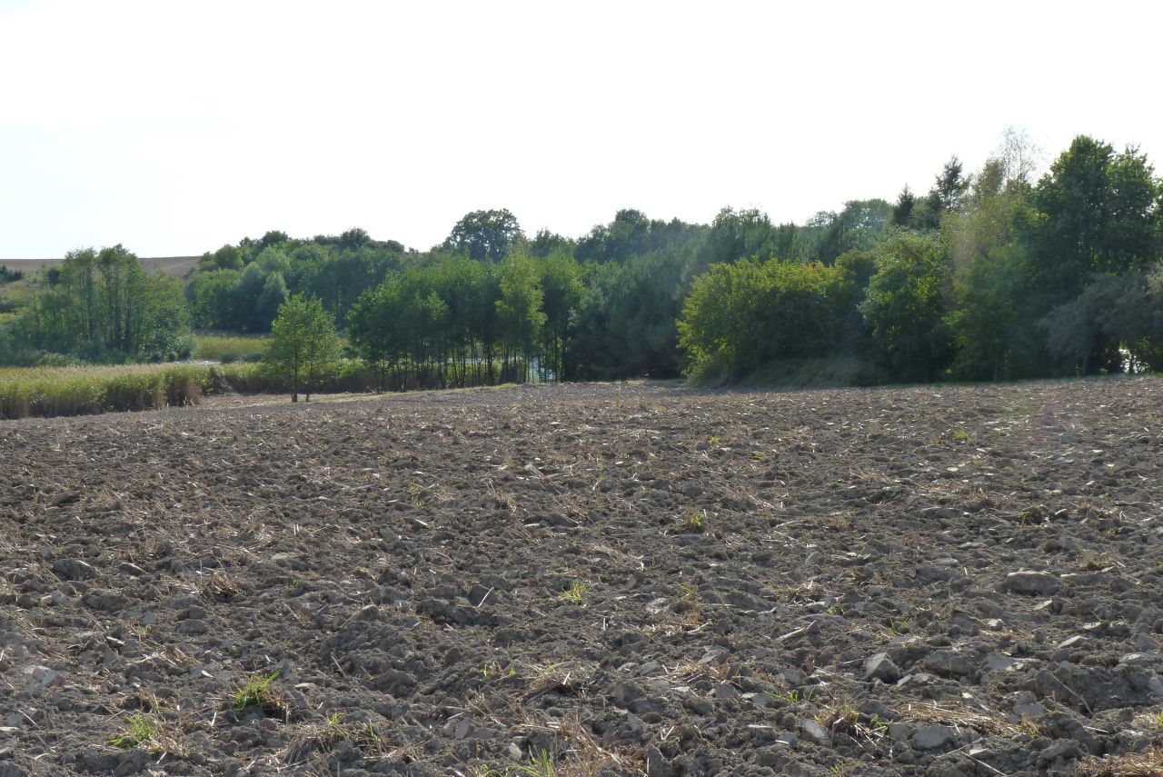 Działka rolna Zieleniewo. Zdjęcie 15