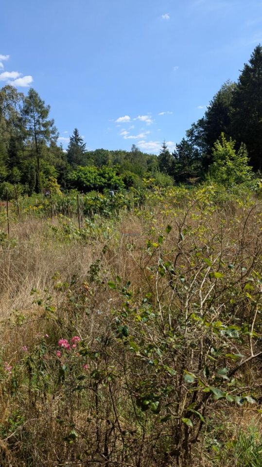 Działka rolna Chojnów. Zdjęcie 4