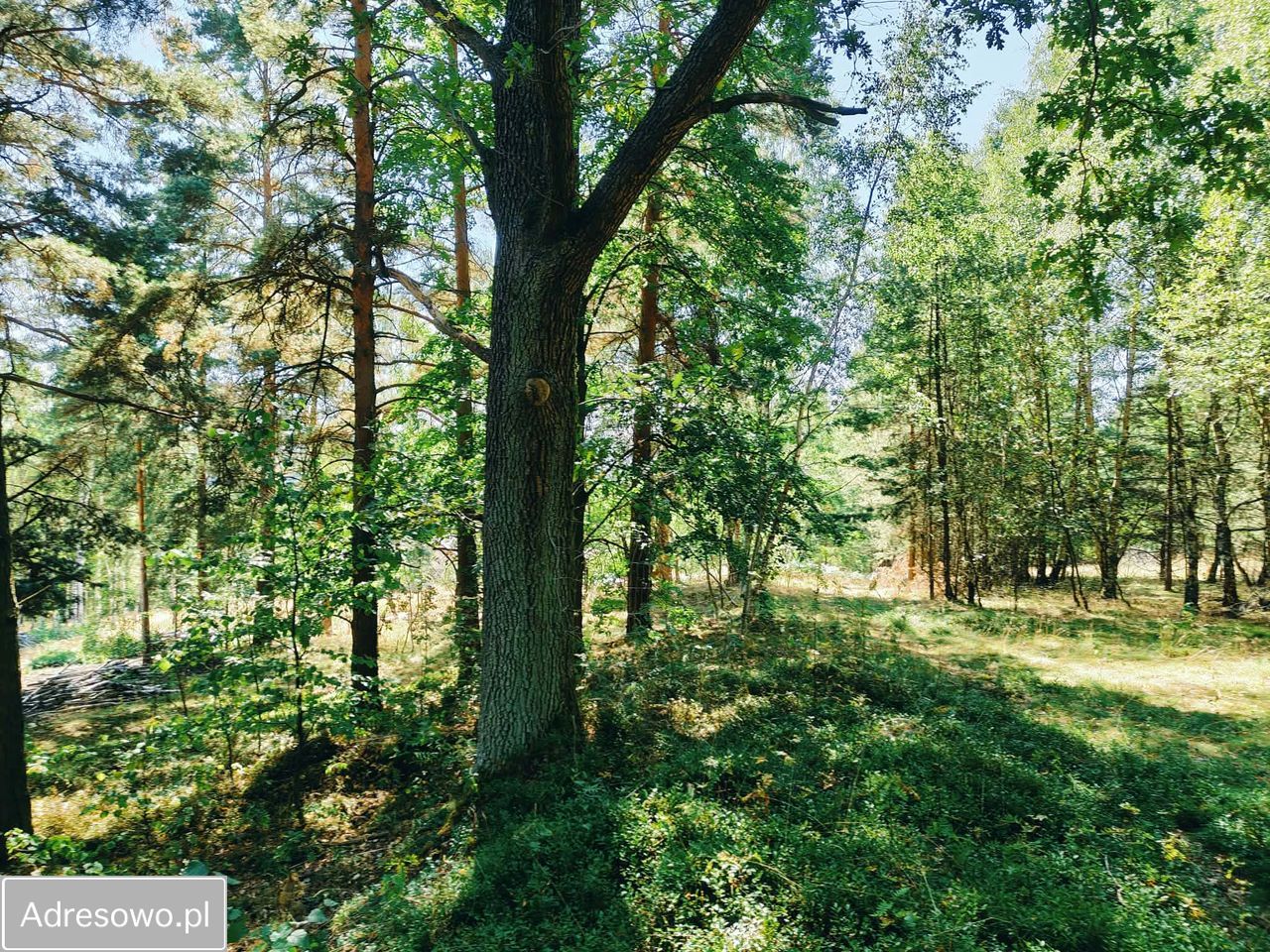 Działka budowlana Chocieszów. Zdjęcie 8