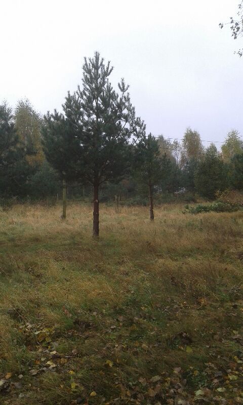 Działka budowlana Sobącz. Zdjęcie 4