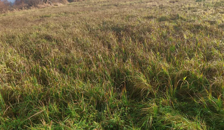 Działka rolna Smolniki