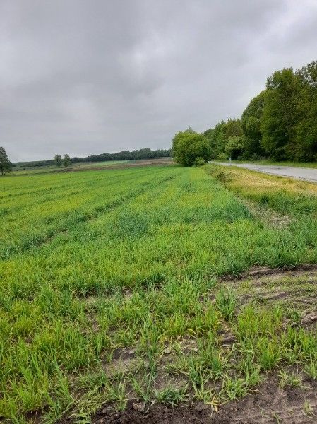 Działka budowlana Jadwiżyn. Zdjęcie 4