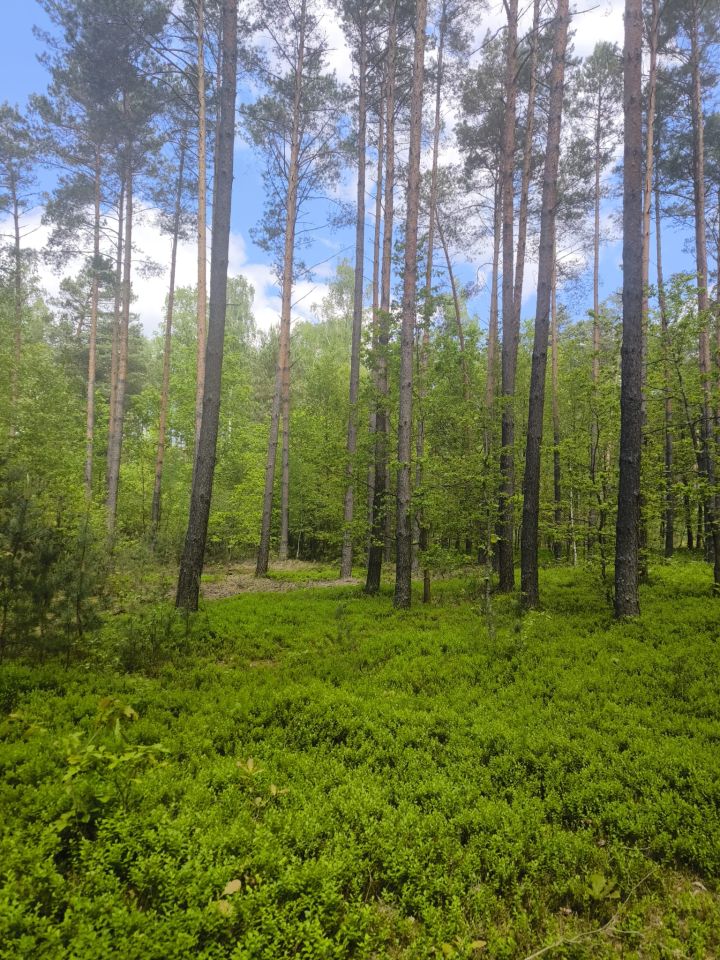 Działka leśna Stanowiska. Zdjęcie 8