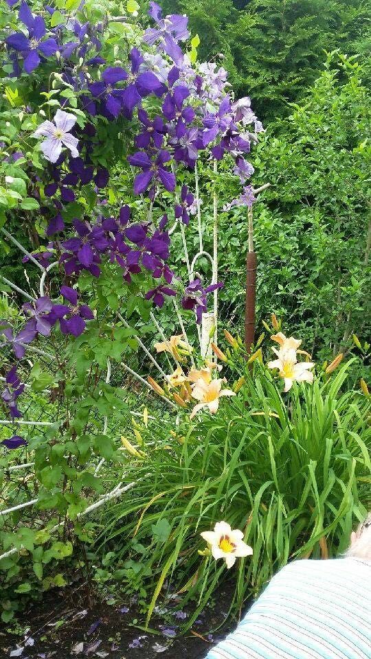 Działka rod Warszawa Targówek, ul. Janowiecka. Zdjęcie 8