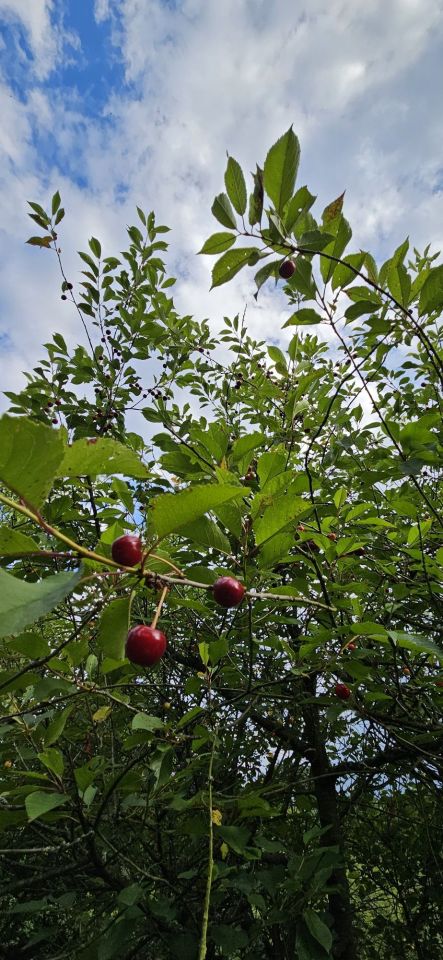 Działka rod Wrocław Psie Pole, ul. Sołtysowicka. Zdjęcie 8