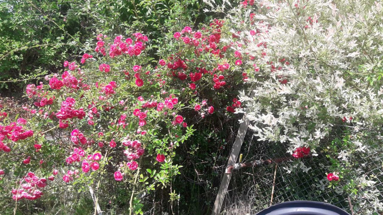 Działka rod Rębiechowo. Zdjęcie 3