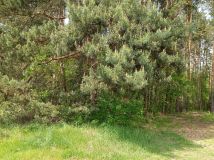 Działka budowlana Bieniewiec, ul. Barwna. Zdjęcie 3