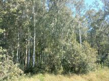 Działka leśna Wola. Zdjęcie 1