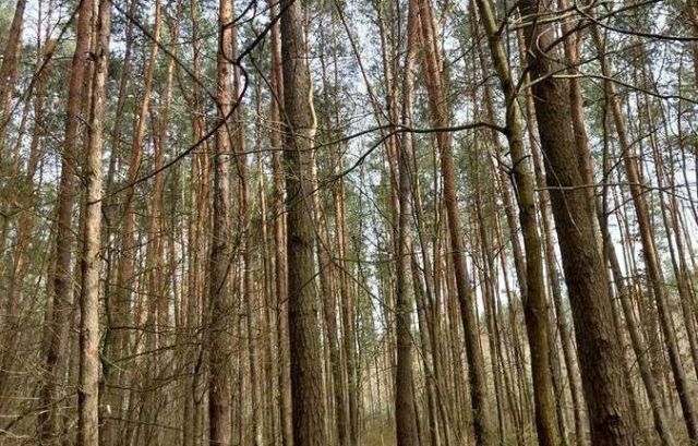 Działka leśna Opole Lubelskie Zagrody, ul. Zagrody. Zdjęcie 1