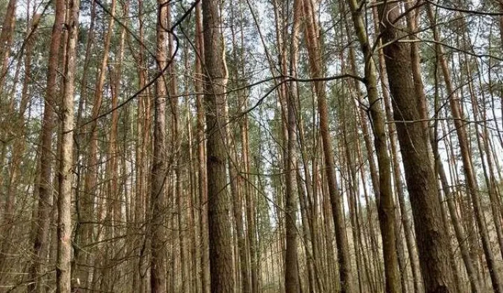 Działka leśna Opole Lubelskie Zagrody, ul. Zagrody