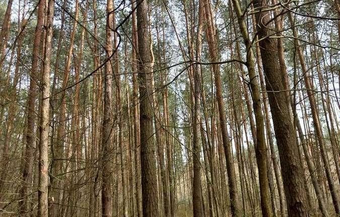 Działka leśna Opole Lubelskie Zagrody, ul. Zagrody