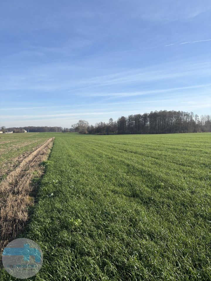 Działka siedliskowa Jaskółowo. Zdjęcie 3