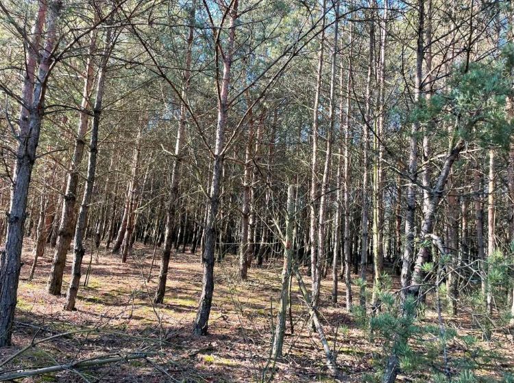 Działka leśna Seligów Kolonia pod Jacochowem. Zdjęcie 2