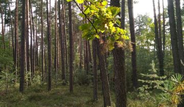 Działka leśna Żytno