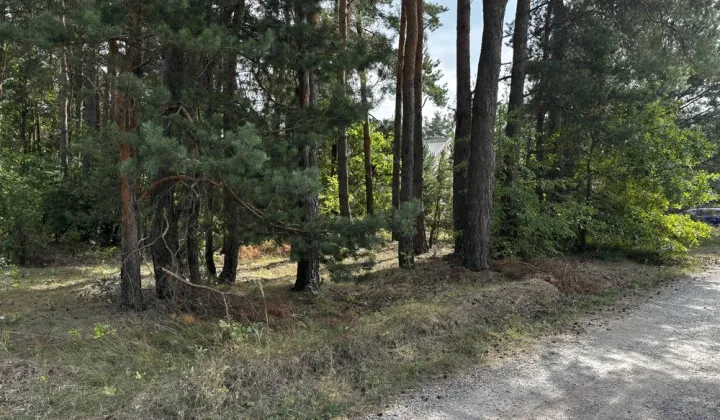 Działka leśna Piekoszów