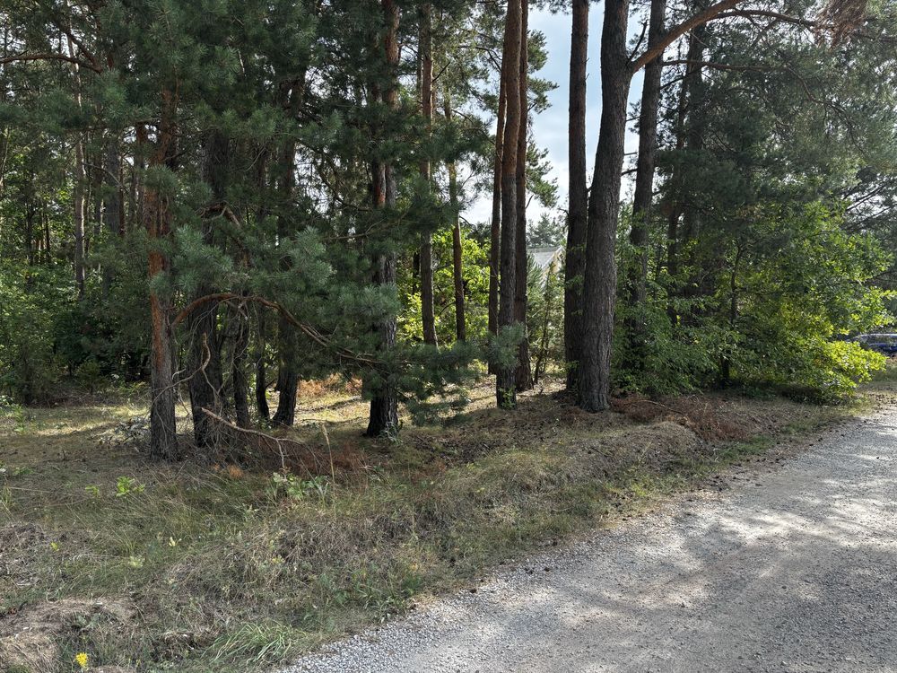 Działka leśna Piekoszów. Zdjęcie 1