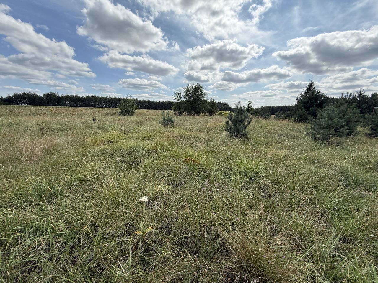 Działka rolno-budowlana Wojszki. Zdjęcie 8