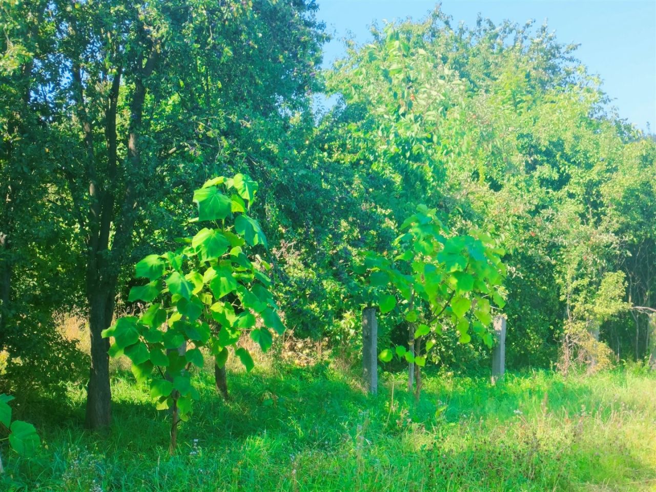 Działka budowlana Sieradowice-Parcele. Zdjęcie 8