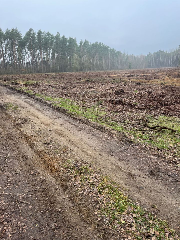Działka leśna Czerwińskie. Zdjęcie 3