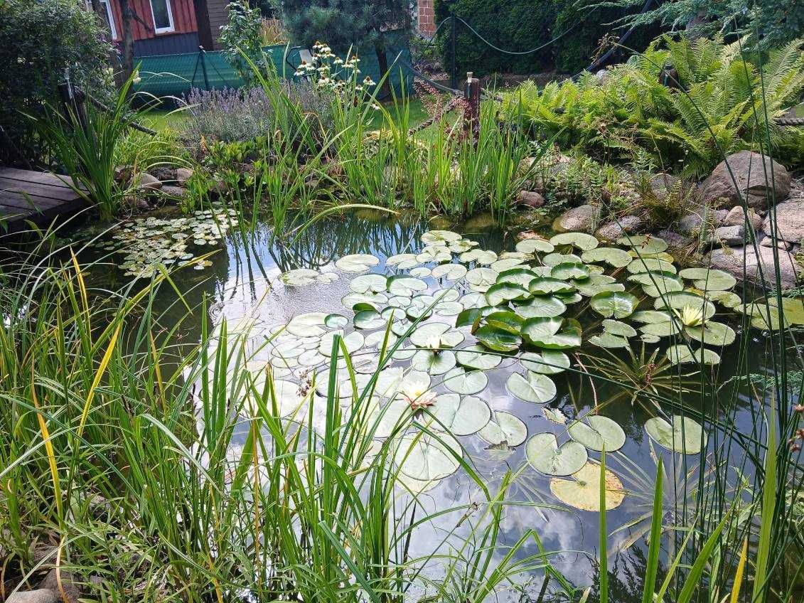 Działka rod Tuchola. Zdjęcie 6