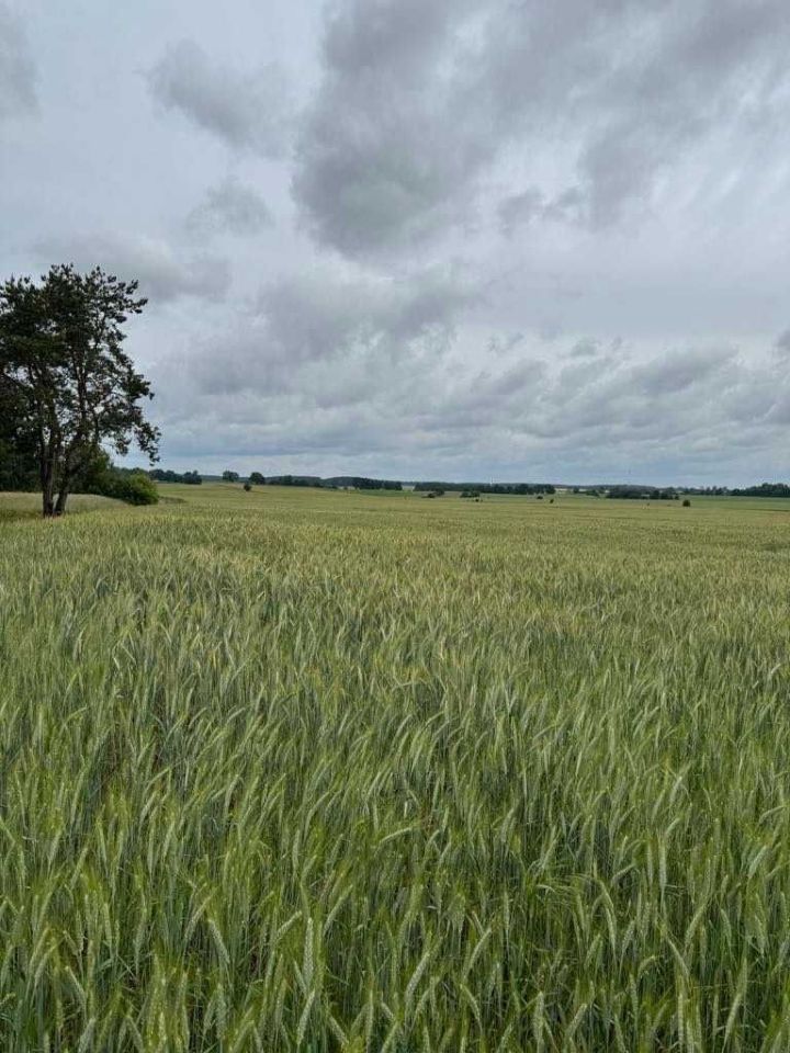 Działka rolna Szkudaj. Zdjęcie 5
