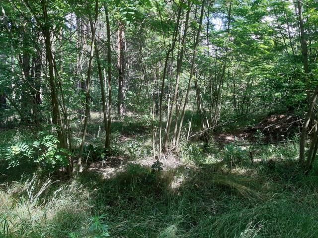 Działka budowlana Klembów. Zdjęcie 3