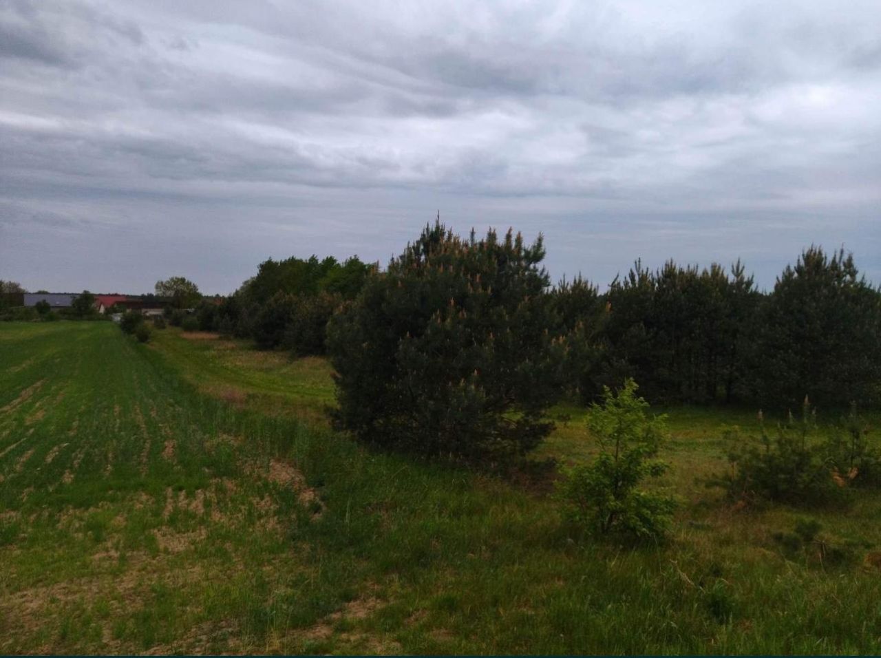 Działka rolna Świerczyna. Zdjęcie 2