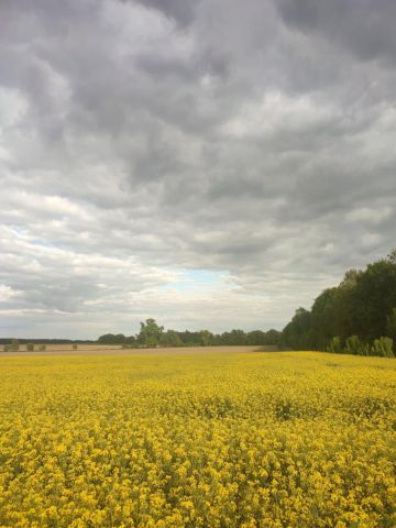 Działka rolna Markowo. Zdjęcie 1