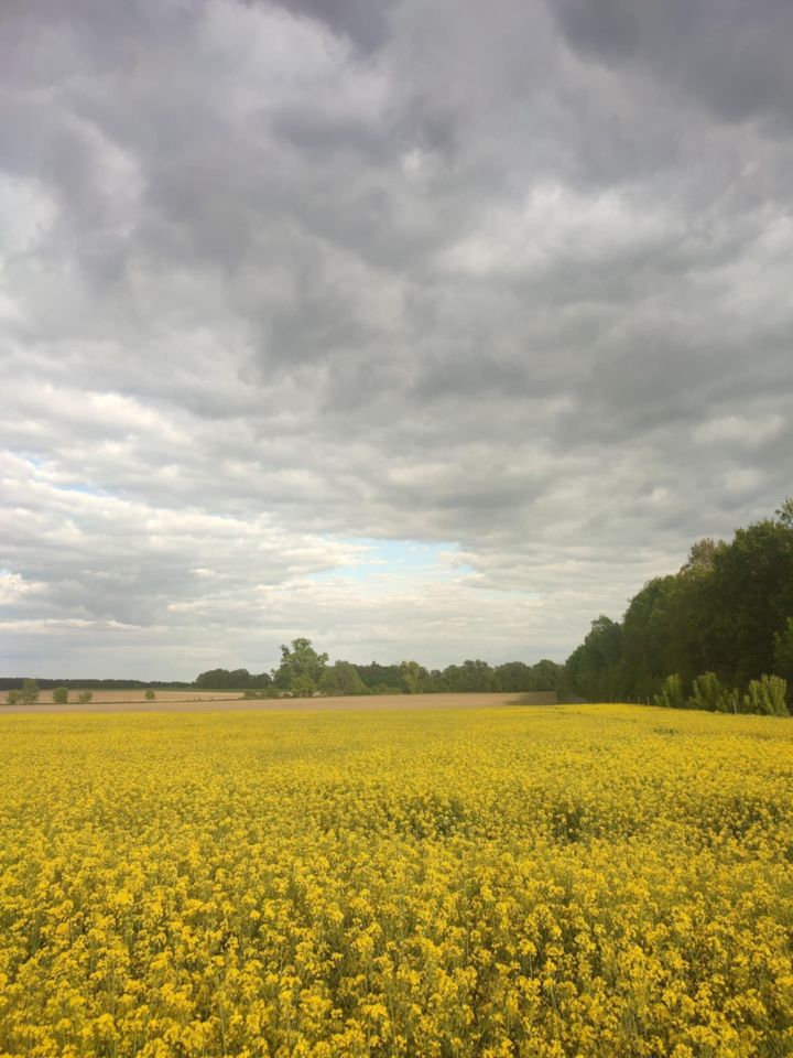 Działka rolna Markowo