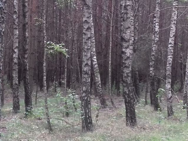 Działka leśna Gralewo. Zdjęcie 1