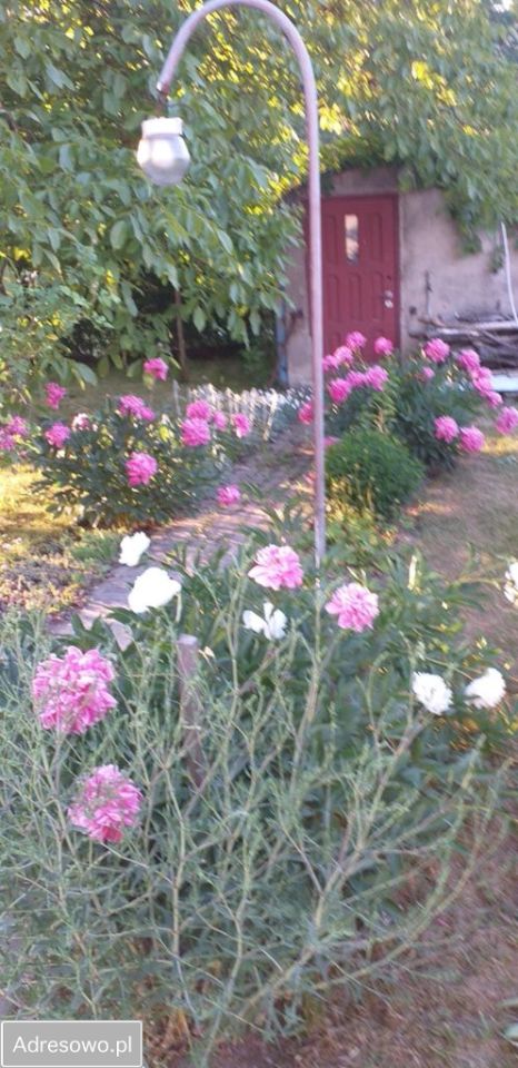 Działka rod Opalenica, ul. Parkowa. Zdjęcie 3