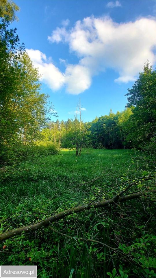 Działka rolna Smorawina. Zdjęcie 15