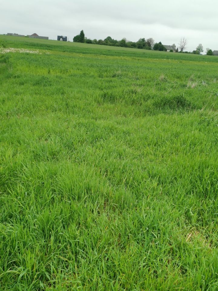 Działka budowlana Krasów. Zdjęcie 5