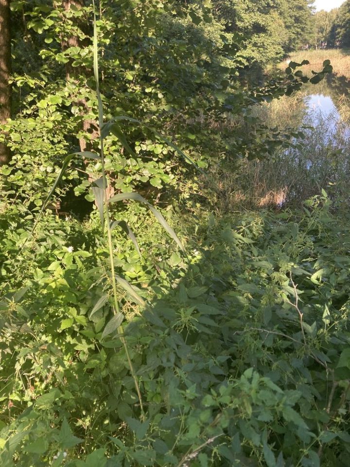 Działka rod Warszawa Bielany. Zdjęcie 5