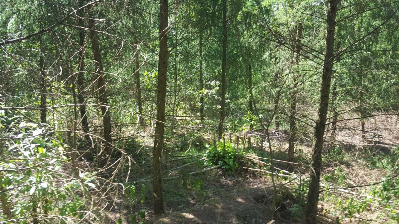 Działka leśna Lubomyśl. Zdjęcie 1