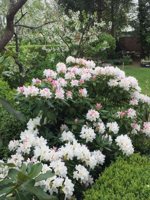 Działka rod Pruszcz Gdański, ul. Nad Radunią. Zdjęcie 2