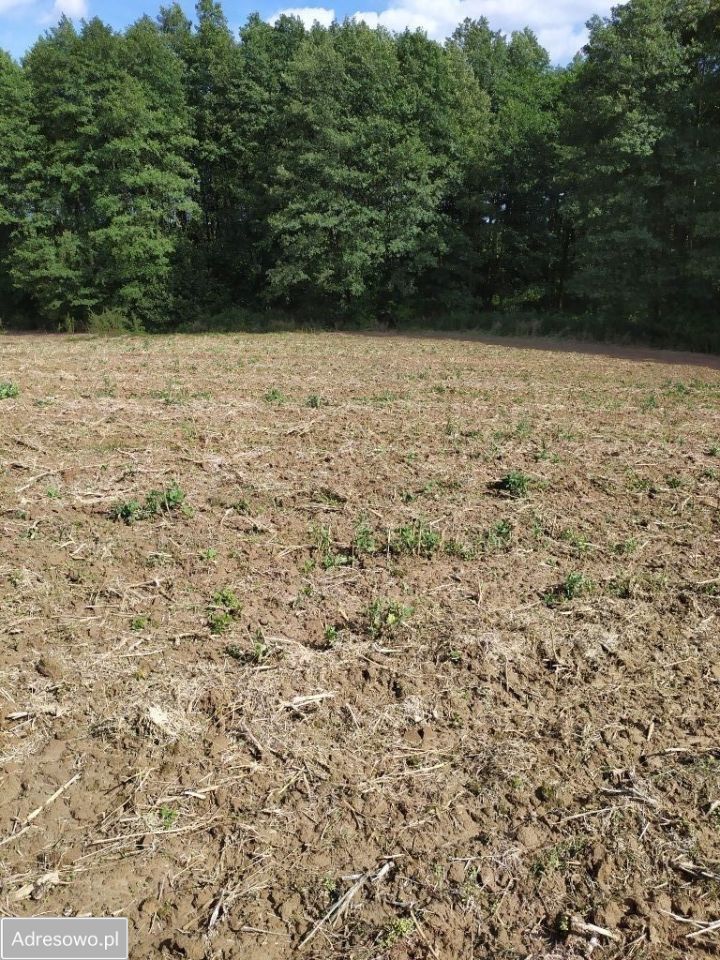 Działka siedliskowa Motycz. Zdjęcie 4