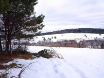 Działka rolna Brzuska. Zdjęcie 2