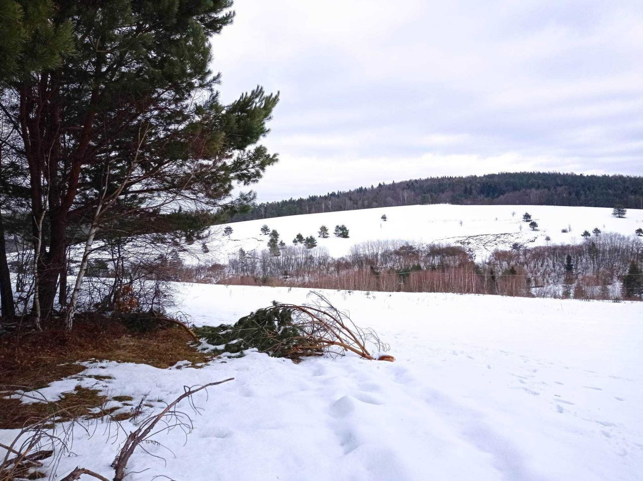 Działka rolna Brzuska. Zdjęcie 3
