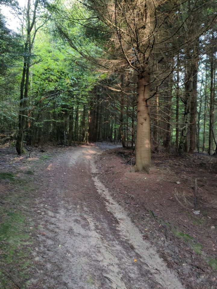 Działka leśna Głobikówka. Zdjęcie 5