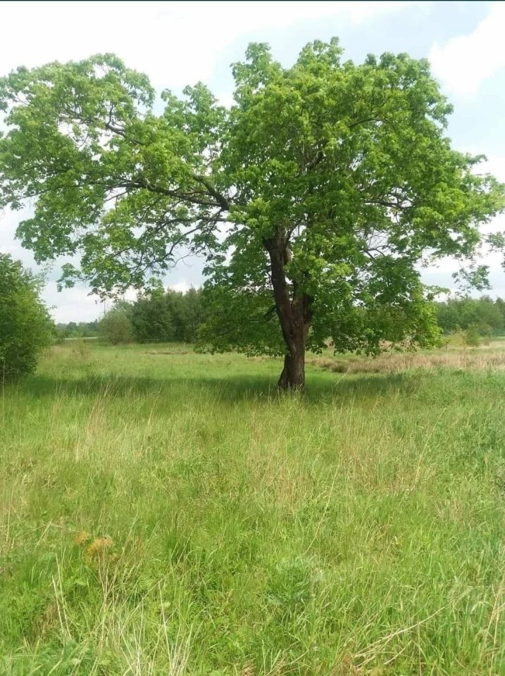 Działka budowlana Kowalewo, ul. Wiśniowa. Zdjęcie 2
