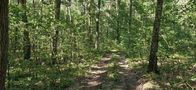 Działka leśna Wilkowyja. Zdjęcie 6