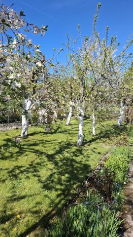 Działka rod Koszalin, ul. Holenderska. Zdjęcie 1