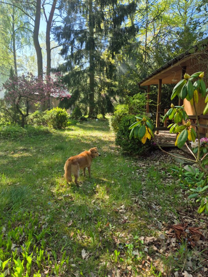 Działka rekreacyjna Popowo-Parcele, Dębowa. Zdjęcie 9